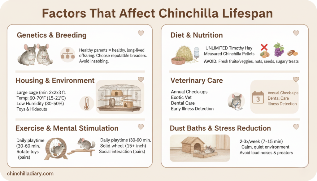 An infographic titled 'Factors That Affect Chinchilla Lifespan'. It's divided into six sections: Genetics & Breeding, Diet & Nutrition, Housing & Environment, Veterinary Care, Exercise & Mental Stimulation, and Dust Baths & Stress Reduction. Each section has illustrative icons and bullet points detailing care recommendations.